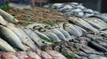 أسعار الأسماك والمأكولات البحرية اليوم في سوق العبور.. تراجع الكابوريا